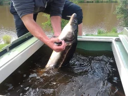 Prodej jeseterů za nejlepší ceny